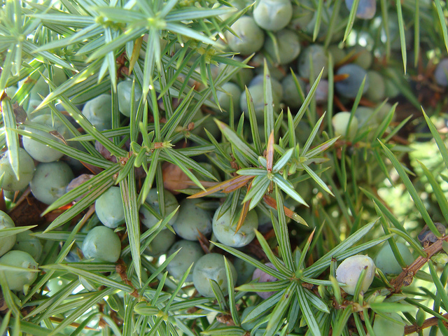 Közönséges boróka (Juniperus communis) | TermészetGyógyász Magazin